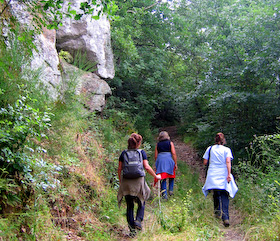 Forest path