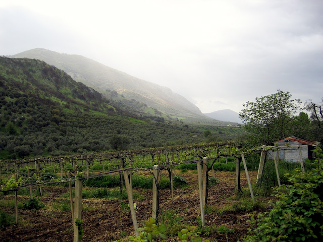 Vineyard on trail to Sermoneta