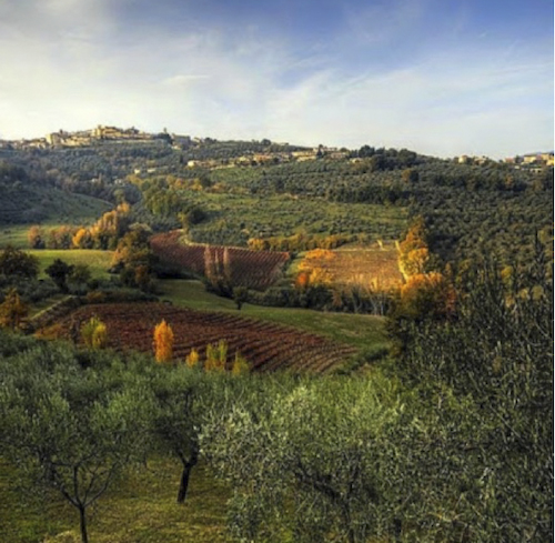 Vineyard, Montefalco