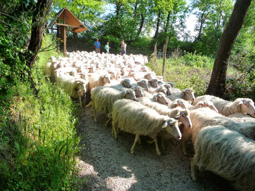 Sheep near Vitorchiano