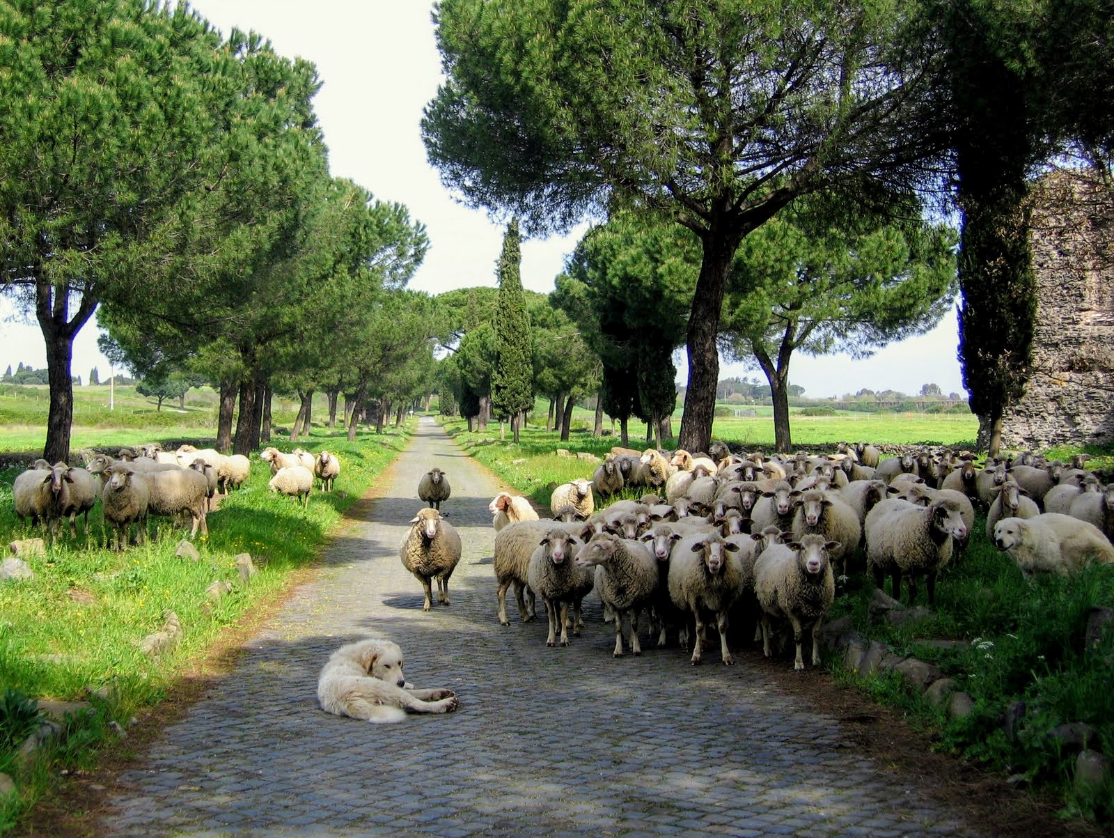 Roman Road Walks Via Appia trip photo