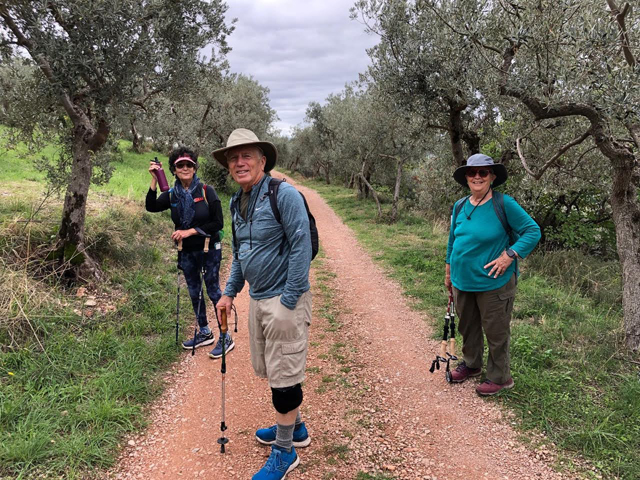 Olive grove walk